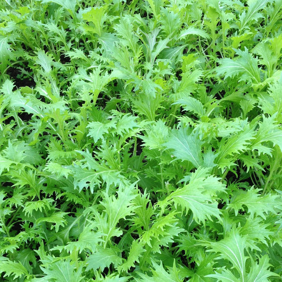 Mustard Mizuna Seeds