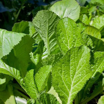 A photo showing a group of vibrant green mustard leafy vegetables growing in an garden.