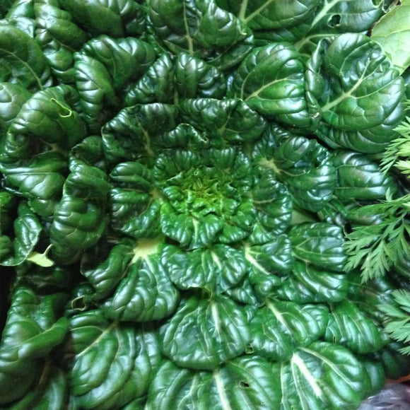 A close-up image of fresh green Mustard Tatsoi leaves.