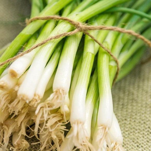 A bunch of green bunching onions with white bulbs and green stalks tied together.