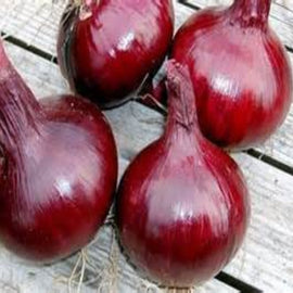 A group of Southport Red Globe onions with a glossy, smooth red skin on a wooden surface.