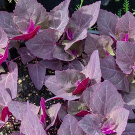 A garden bed with young Purple Orach plants showing vibrant purple leaves.