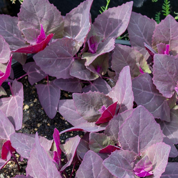 A garden bed with young Purple Orach plants showing vibrant purple leaves.