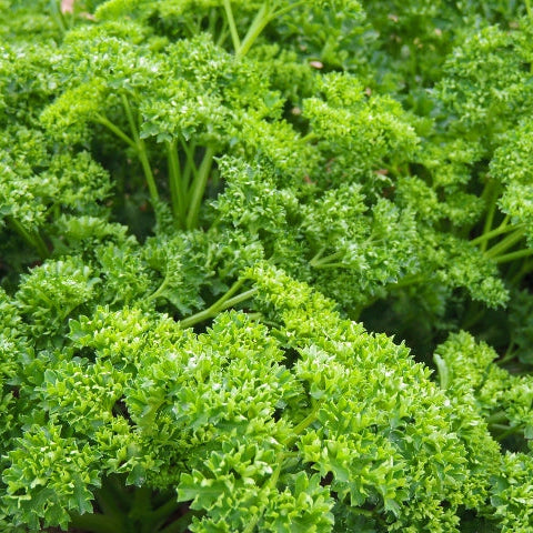 Close-up of fresh green parsley leaves