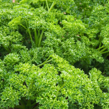 Close-up of fresh green parsley leaves