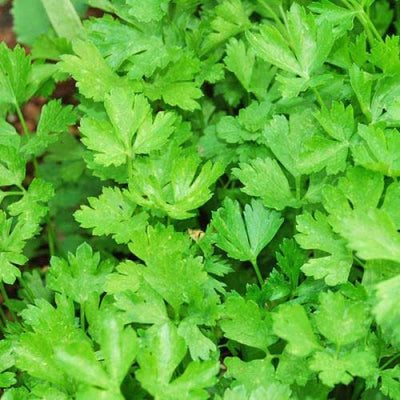 A close-up image of Italian Giant Flat Leaf Parsley with vibrant green foliage.