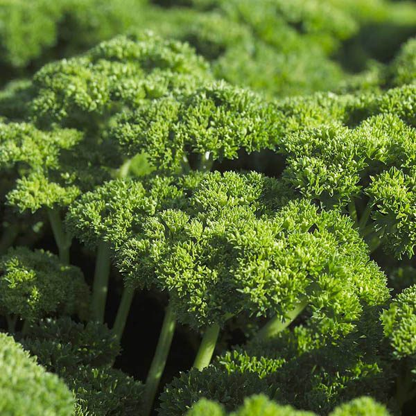 Close-up image of Moss Curled Parsley leaves with a focus on their finely curled and vibrant green foliage.