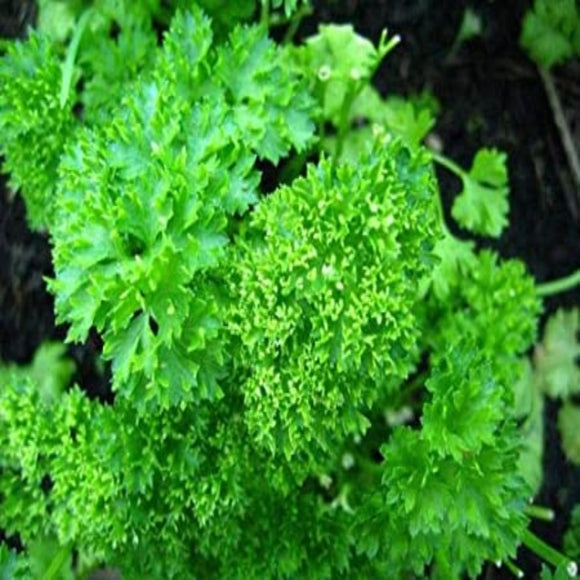 A close-up image of fresh green parsley leaves with a blurred background.