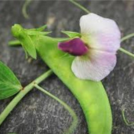 Green pea pod with a white and purple flower on a textured surface