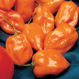 A cluster of bright orange habanero peppers on a blue background.