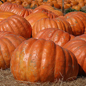 Pumpkin Atlantic Giant Seeds