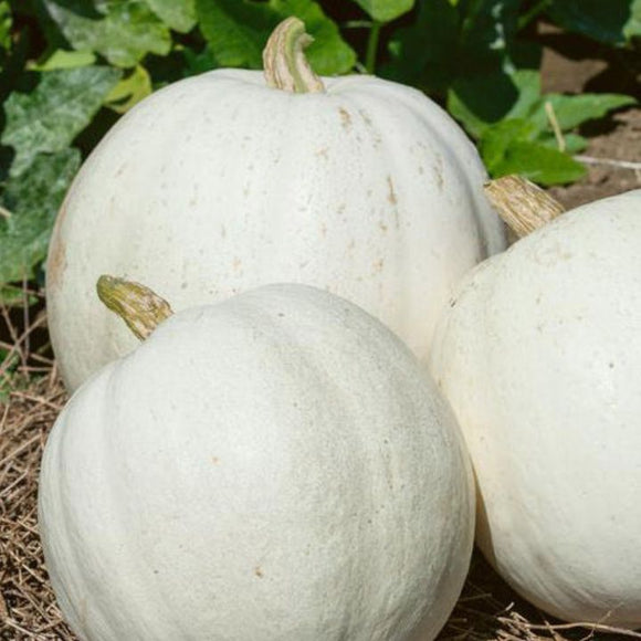 Three white pumpkins on a bed of straw with green leaves in the background