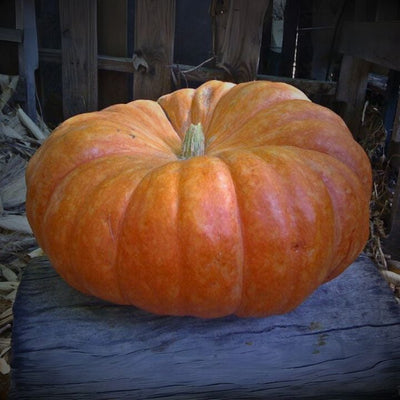 Pumpkin Cinderella Seeds