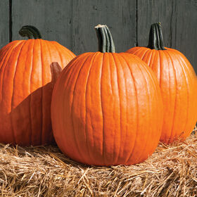 Three ripe, orange Jack-O'-Lantern pumpkins with sturdy stems, resting on a bed of straw against a wooden backdrop.