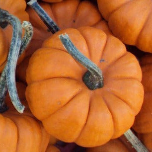 A pile of small, bright orange Jack Be Little pumpkins with green stems.