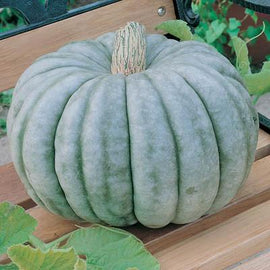 A mature Jarrahdale pumpkin with slate-gray skin placed on a wooden surface, with green leaves in the background.