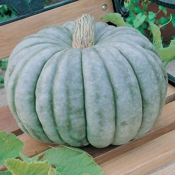 A mature Jarrahdale pumpkin with slate-gray skin placed on a wooden surface, with green leaves in the background.