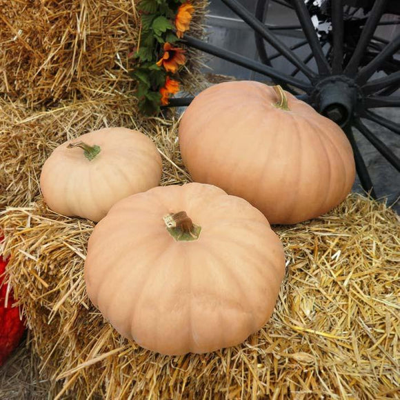 Three Long Island Cheese Pumpkins with a creamy tan color resting on a bed of straw, with decorative items in the background.