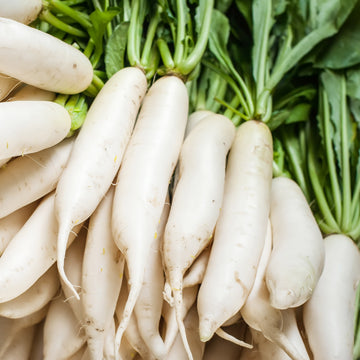 A bunch of fresh daikon radishes with long white roots and green tops.