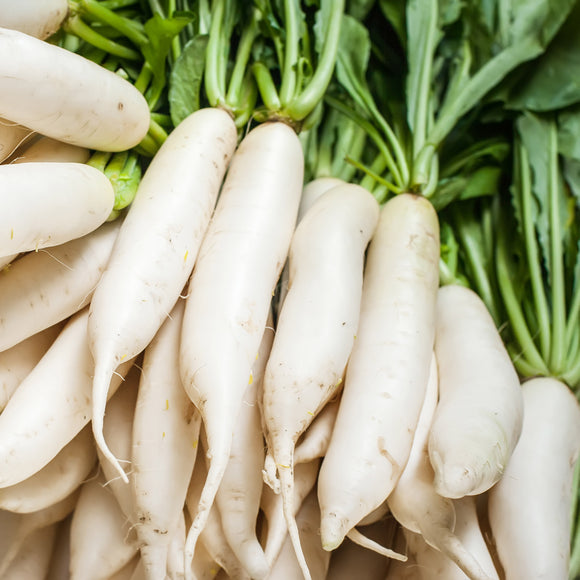 A bunch of fresh daikon radishes with long white roots and green tops.