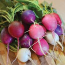 A bunch of Easter Egg radishes with a variety of colors including red, purple, pink, and white, with green tops.
