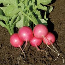 A group of vibrant pink ball radishes with green tops growing in soil.