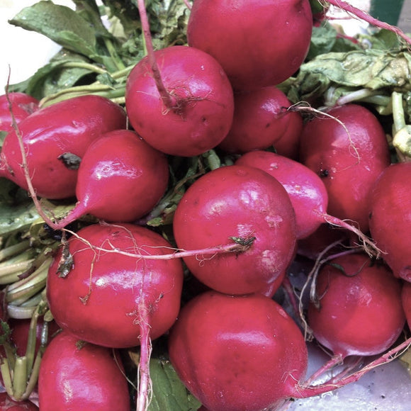 A bunch of plum purple radishes with bright red skin and green tops.
