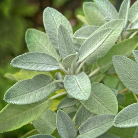 Close-up of green leaves with a blurred green background