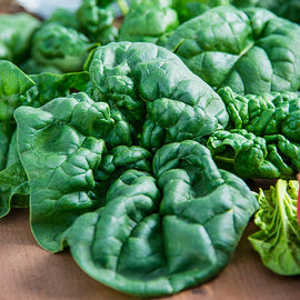 A close-up image of fresh green Bloomsdale spinach leaves.