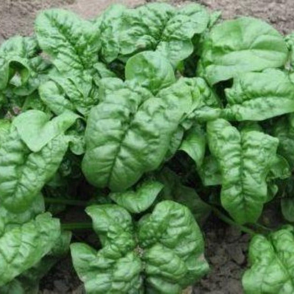 Close-up of green leafy vegetables on a concrete surface