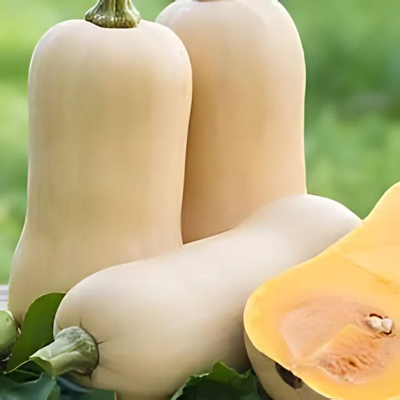 Butternut squash with a halved piece on a green background