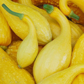 Close-up of yellow crookneck squash with green stems.