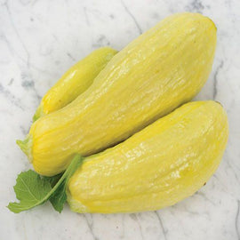 Three yellow straightneck squash fruits with a green leaf on a marble background.