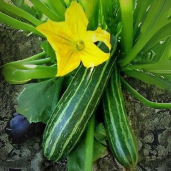 Zucchini with a yellow flower on a stone surface