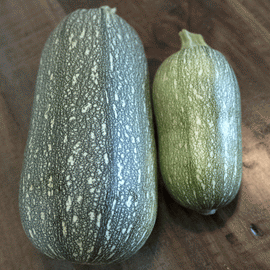 Squash Zucchini Grey Seeds
