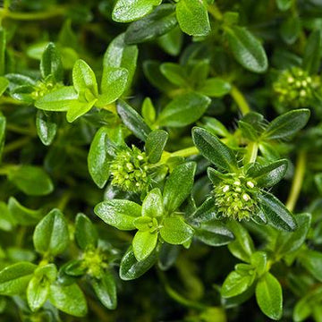Summer Savory Seeds