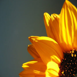 Close-up of a bright yellow sunflower against a clear blue sky