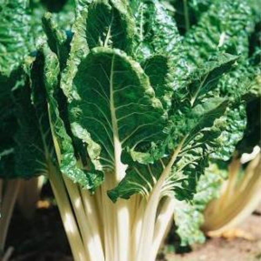 A photo showing a group of Swiss chard plants with large green leaves and thick white stalks.