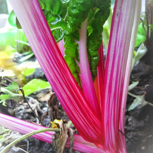 Close-up of a beet plant with pink and green leaves.