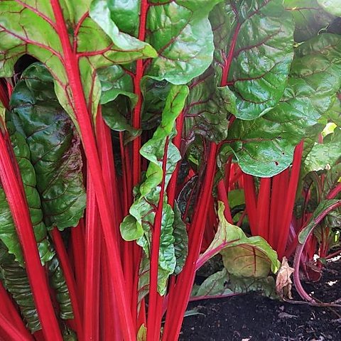 A photo showing Swiss Chard plants with large green leaves and thick red stalks.