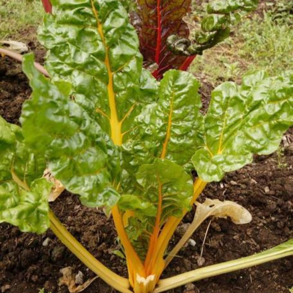 Swiss chard plant with green leaves and yellow stems growing in soil.