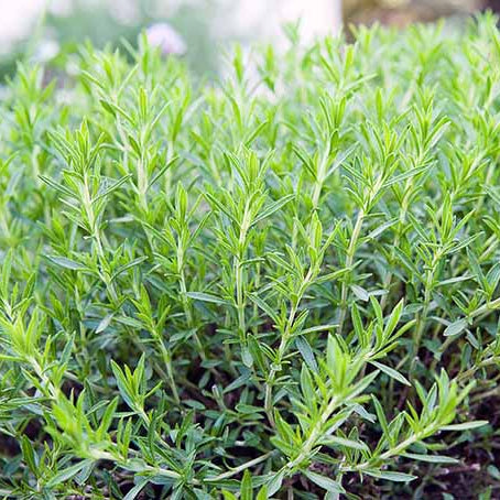 Close-up of a green herb plant with a blurred background
