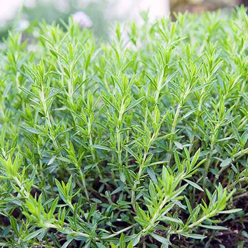 Close-up of a green herb plant with a blurred background