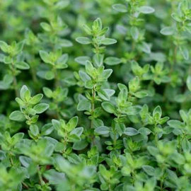 A close-up image of common thyme herb with small green leaves.