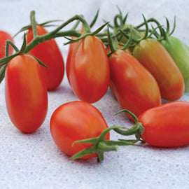 Cluster of small, red Baby Roma tomatoes still attached to their green stems, displayed on a light grey surface.