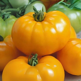 Close-up of bright orange tomatoes with green leaves on a blurred background