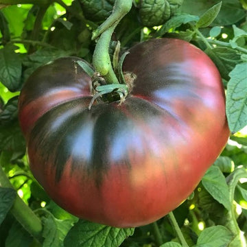 A mature Cherokee Purple tomato on the vine, with a deep purple and reddish-brown marbled appearance.