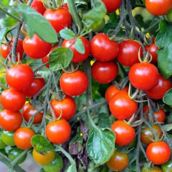 Bunch of red cherry tomatoes on a vine with green leaves.