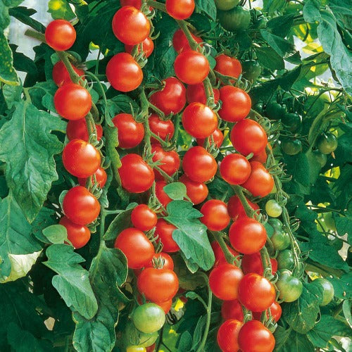 Cluster of bright red cherry-sized tomatoes on the vine with green leaves in the background.