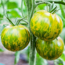 Green and yellow-striped tomatoes on the vine.